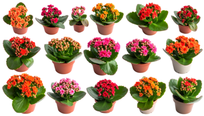 Assortment of vibrant flowering plants in small terracotta pots, against a black background