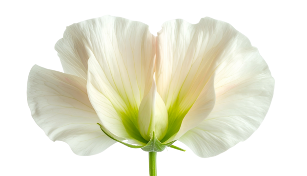 Close-up of a delicate white flower with soft, translucent petals and a green stem