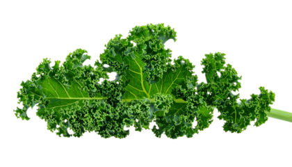 Close-up of a single, vibrant green leafy vegetable on a black background