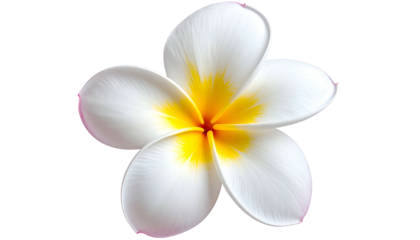 Close-up of a perfectly formed, white, five-petaled tropical flower with yellow core
