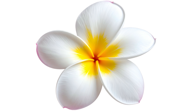 Close-up of a perfectly formed, white, five-petaled tropical flower with yellow core