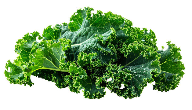 Close-up of vibrant green curly kale leaves, isolated on a black background