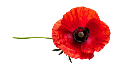 A vibrant red poppy flower, with delicate petals, stem, and seed head, against black