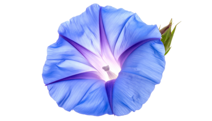 Close-up of a vibrant blue flower with purple stripes blooming in bright daylight
