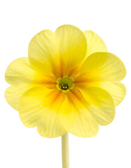 Close-up of a bright, vibrant, and sunny yellow primrose flower, isolated against black