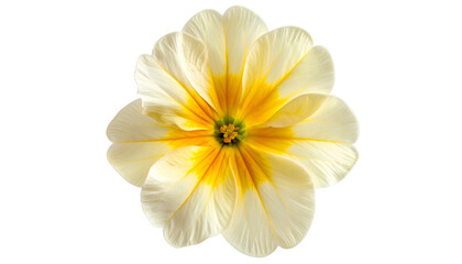 Close-up of a single, vibrant primrose against a black background