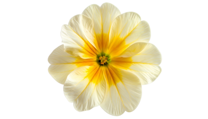 Close-up of a single, vibrant primrose against a black background