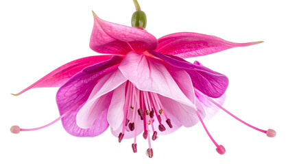 Close-up of a vibrant fuchsia flower with layered petals and delicate stamens