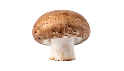 Isolated close-up of a cap-and-stem mushroom with brown cap and white stem