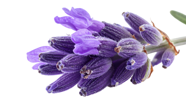 Close-up of lavender flower, its purple buds and blossoms detailed against black
