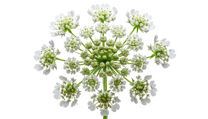 Close-up of delicate white flower, its clustered florets radiating outward against dark background