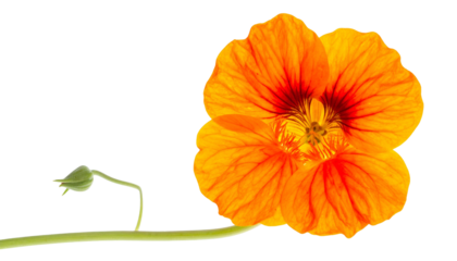 Vivid orange flower with a bud on a curved green stem against a stark black background