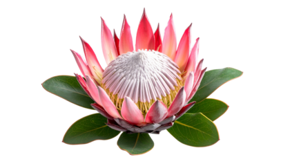 A vibrant, close-up photograph displays a protea flower's intricate detail against a black backdrop