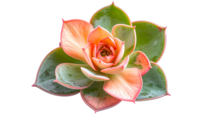 Close-up of a vibrant succulent plant with layered leaves and a multi-toned color palette