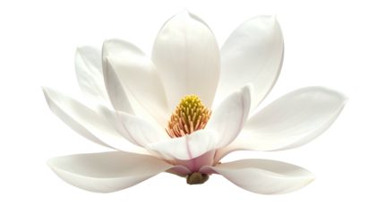 Close-up of a white, open flower with layered petals and a vibrant yellow center