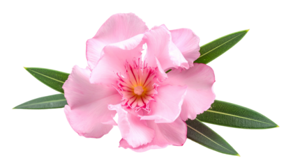 Close-up of a delicate pink flower surrounded by long, green, pointed leaves, on a black backdrop