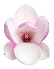 A close-up view of a blooming flower with layered petals and a dark center against a black backdrop