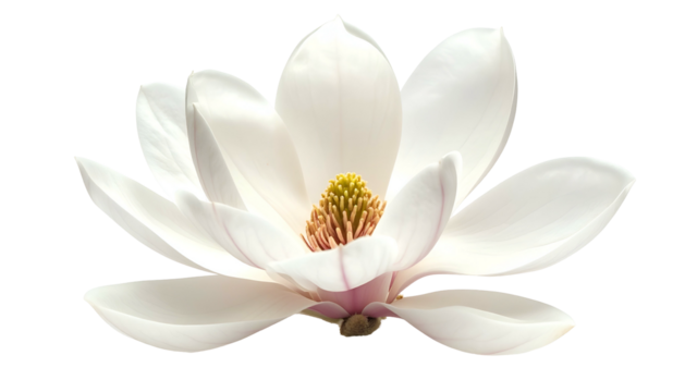 Close-up of a white, open flower with layered petals and a vibrant yellow center