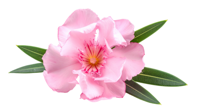 Close-up of a delicate pink flower surrounded by long, green, pointed leaves, on a black backdrop