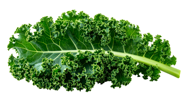 Vivid, single kale leaf displays lush green color and textured, curly edges against black backdrop