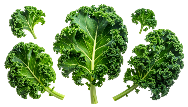 Close-up of several dark green kale leaves arranged against a stark black background