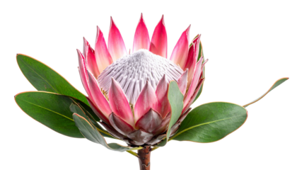Close-up of a vibrant pink and white protea flower with green leaves on a black background