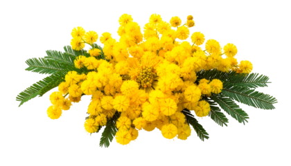 Close-up of fluffy yellow flower clusters with green leaves, set against a transparent background