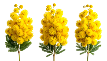 Three bright yellow mimosa flower sprigs with intricate, rounded blossoms and green leaves