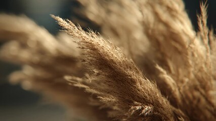 Elegantly textured pampas grass blowing gently in the breeze, a calming natural scene for wellness brands and nature documentaries or serene lifestyle videos