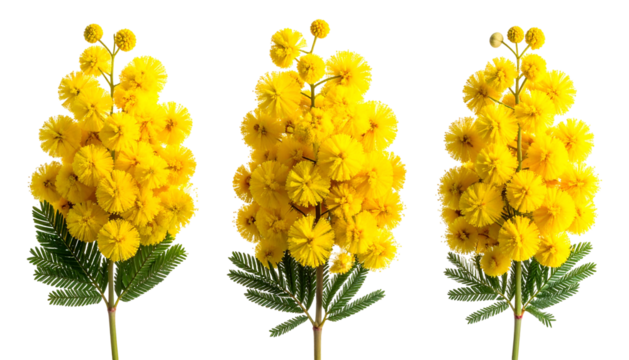 Three bright yellow mimosa flower sprigs with intricate, rounded blossoms and green leaves