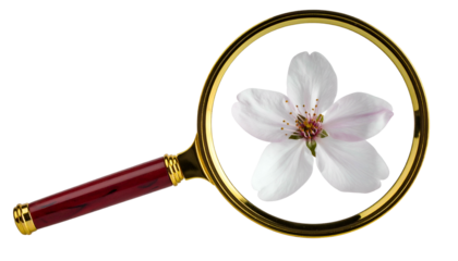 A magnified flower blossom, centered in a circular lens with a wooden handle