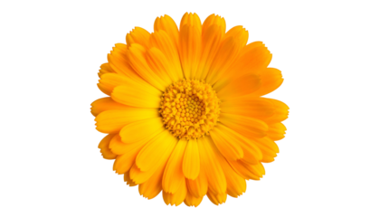 Overhead shot of a bright yellow flower with numerous delicate petals, isolated on black
