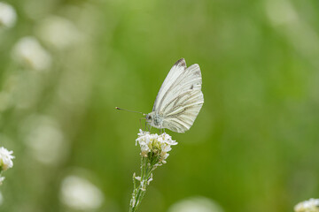 White butterfly in flight above small flowers on a central European meadow Lush green grasses and plants in the background suggest outdoor, garden environment No people or texts visible Natural li