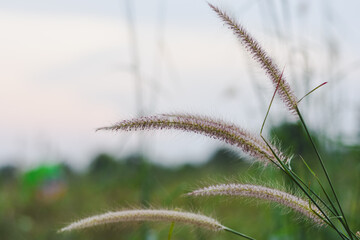 Feathery wild grass seeds (Cogon grass) against a soft background.