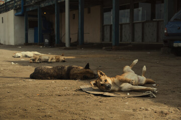 Fototapeta premium group of dogs sleeping