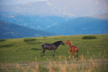 Two foals graze near each other on a ridge plateau, their figures silhouetted against soft evening haze in the distance.