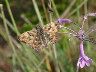 Mallow skipper (Carcharodus alceae) butterfly, male resting on society garlic flowers