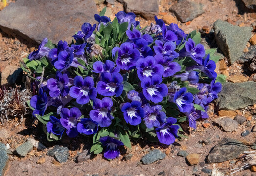 Dark blue Karoo Violet near Klipspringer Pass.