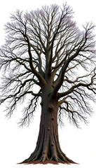 Fototapeta premium Large bare tree with thick trunk and sprawling branches stands tall against white background, evoking calm winter atmosphere