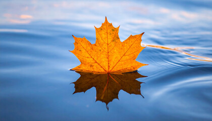 Autumn Leaf Floating on Water