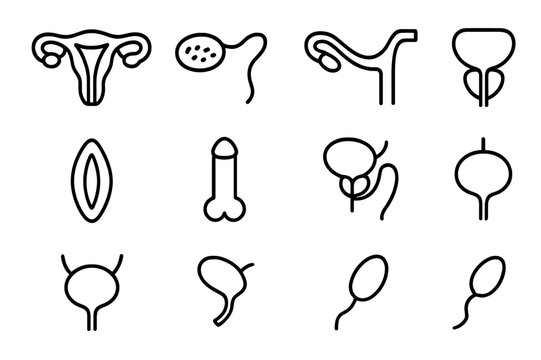 Reproductive System Icons. Reproductive System Anatomy. Line icon set of Reproductive System Anatomy: uterus, ovary, fallopian tube, cervix, vagina, penis,