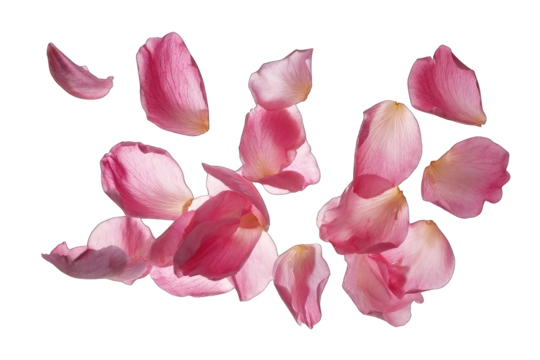 Delicate, light pink flower petals scattered - Powered by Adobe