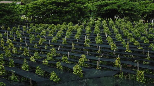 Pepper Plants in the pepper farm or field. Capia or chili red peppers in the farm