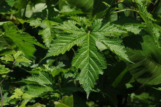 Rubus crataegifolius with thorny stems, palmately lobed leaves, white June flowers, and red summer aggregate fruits common in East Asian woodlands. Photographed in Korea.