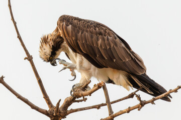 Fischadler, der auf einem Ast sitzt und sich am Kopf kratzt, Ranthambhore Nationalpark, Indien