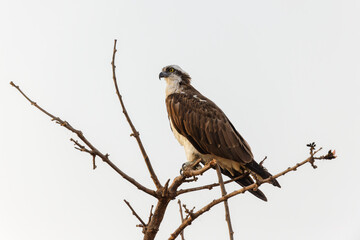 Fischadler, der auf einem Ast sitzt, Ranthambhore Nationalpark, Indien