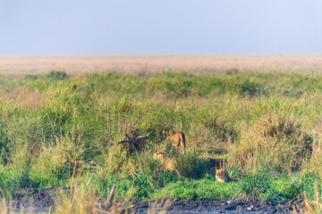 Telephoto of a pride of lions -Panthera Leo- resting near a pool of water in Serengeti national park, Tanzania