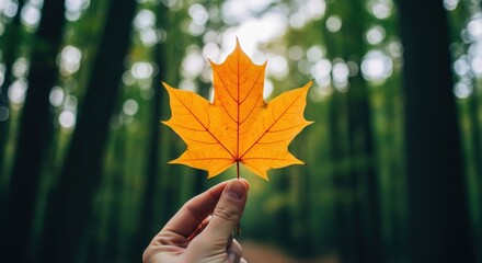 Golden autumn maple leaf prominently held by a human hand, celebrating seasonal transition amidst a beautifully bokeh-filled green forest