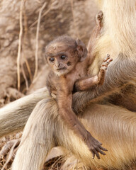 Langurenbaby im Arm seiner Mutter, Ranthambhore Nationalpark, Indien