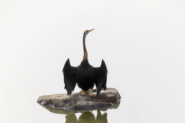 Schlangenhalsvogel steht auf einem Stein im Wasser und trocknet seine Flügel, Ranthambhore Nationalpark, Indien